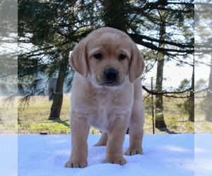 Labrador Retriever Puppy for sale in MYERSTOWN, PA, USA