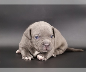 American Bully Puppy for sale in CHAMPAIGN, IL, USA