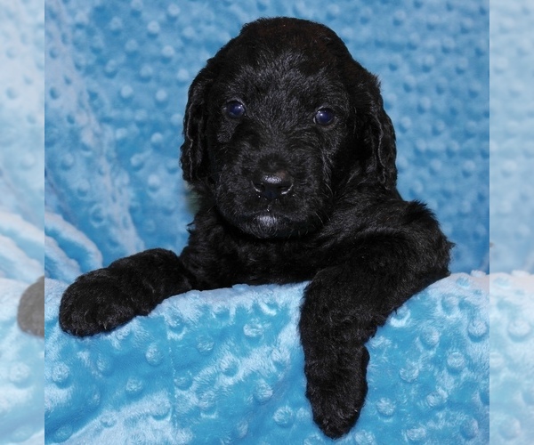 Medium Photo #1 Double Doodle Puppy For Sale in FORT WORTH, TX, USA