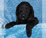 Small Photo #1 Double Doodle Puppy For Sale in FORT WORTH, TX, USA