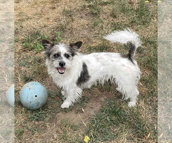 Medium Photo #2 Mutt Puppy For Sale in Rochester, NY, USA