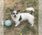 Small #1 Mutt
