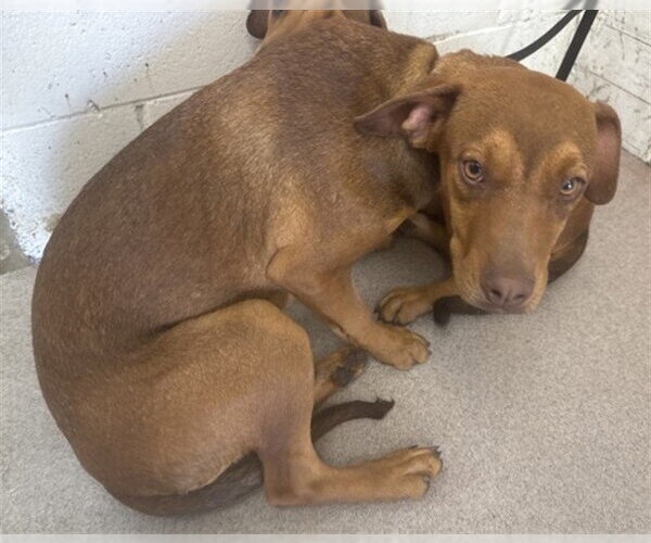 Medium Photo #1 Doberman Pinscher-Unknown Mix Puppy For Sale in San Bernardino, CA, USA