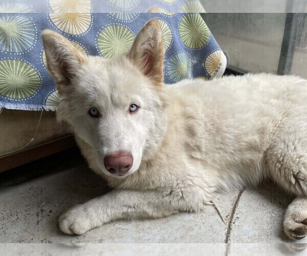 Medium Photo #2 Samoyed-Siberian Husky Mix Puppy For Sale in ENCINO, CA, USA