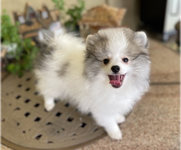Medium Photo #10 Pomeranian Puppy For Sale in WINDERMERE, FL, USA