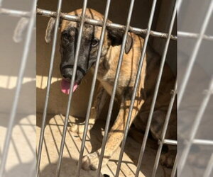 Mutt Dogs for adoption in Oklahoma City, OK, USA