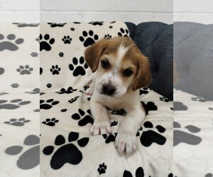 Beagle Dogs for adoption in York, SC, USA