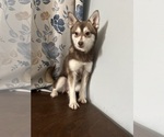 Small #49 Alaskan Klee Kai