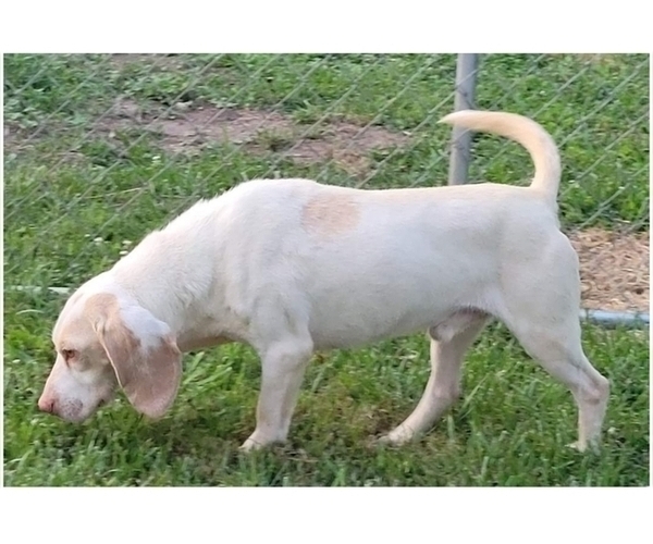 Medium Photo #1 Beagle Puppy For Sale in GOLDEN CITY, MO, USA