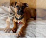 Small Photo #8 Black Mouth Cur-Unknown Mix Puppy For Sale in Wakefield, RI, USA