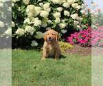 Small Photo #9 Golden Retriever Puppy For Sale in FORT PLAIN, NY, USA