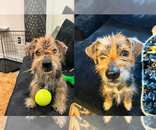 Medium Photo #2 Mutt Puppy For Sale in Springdale, PA, USA