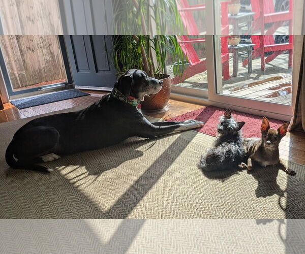 Medium Photo #3 Chihuahua Puppy For Sale in Cary, NC, USA