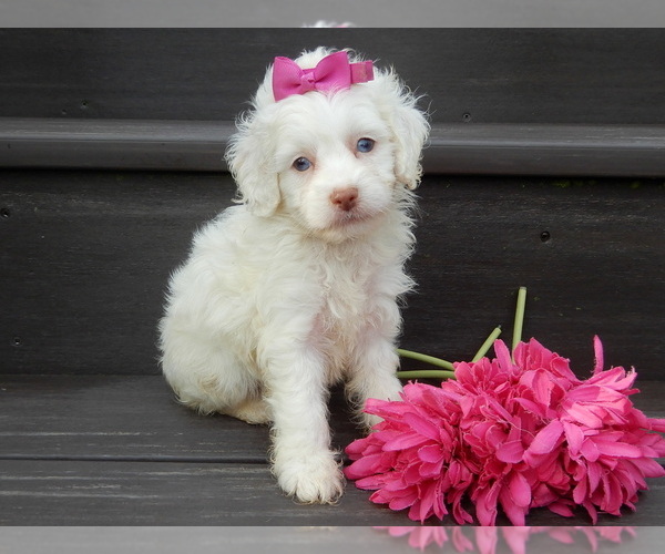 Medium Photo #1 Cockapoo (Miniature) Puppy For Sale in WOOSTER, OH, USA
