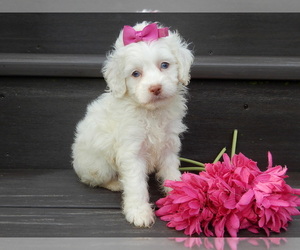 Cockapoo (Miniature) Puppy for sale in WOOSTER, OH, USA