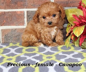 Cavapoo Puppy for sale in CLARKRANGE, TN, USA