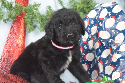 Medium Photo #3 Goldendoodle Puppy For Sale in OMAHA, NE, USA