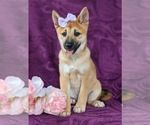 Small Photo #10 Shiba Inu Puppy For Sale in KIRKWOOD, PA, USA