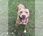 Small #2 Mutt