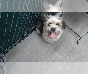 Mutt Dogs for adoption in Downey, CA, USA