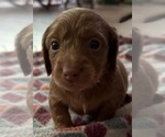 Puppy Puppy 4 Dachshund