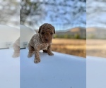 Small Photo #4 Poodle (Toy) Puppy For Sale in HANFORD, CA, USA