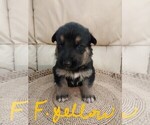 Small Photo #2 German Shepherd Dog Puppy For Sale in BUSHNELL, FL, USA