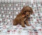 Small #1 Cockapoo (Miniature)