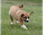 Small #1 Australian Shepherd Mix