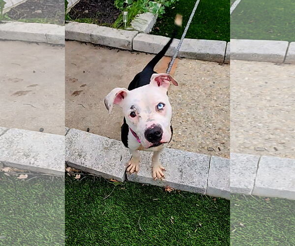 Medium Photo #2 American Pit Bull Terrier-Unknown Mix Puppy For Sale in Perth Amboy, NJ, USA