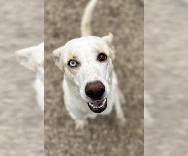 Medium Photo #4 Huskies -Pointer Mix Puppy For Sale in Oakhurst, NJ, USA