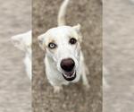 Small #3 Huskies -Pointer Mix