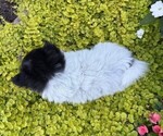 Small #4 Pomeranian