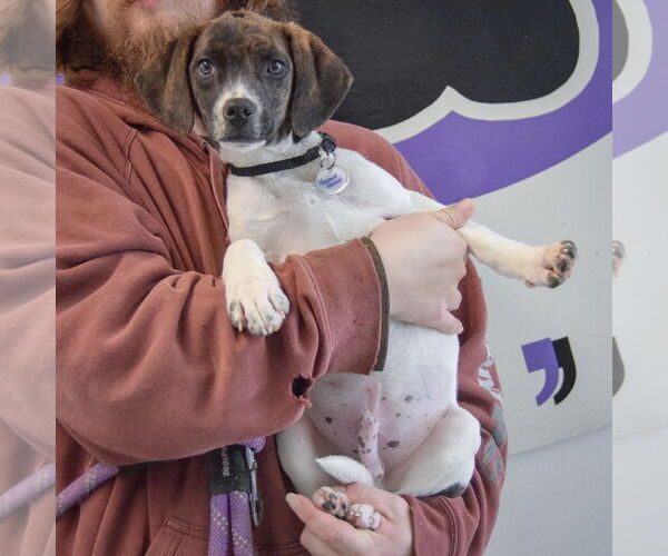 Medium Photo #4 Beagle-Pointer Mix Puppy For Sale in Huntley, IL, USA