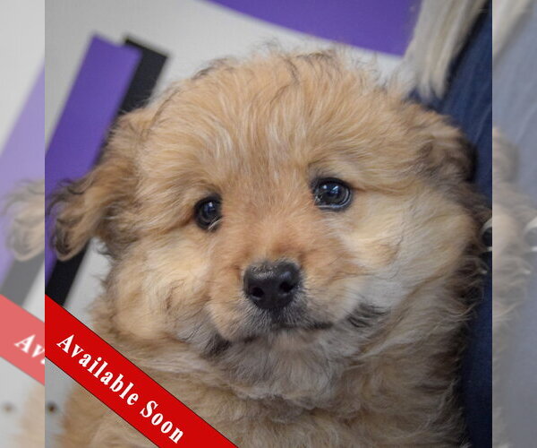 Medium Photo #1 Chow Chow-Unknown Mix Puppy For Sale in Huntley, IL, USA