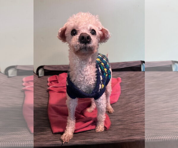 Medium Photo #9 Poodle (Miniature) Puppy For Sale in Pacolet, SC, USA