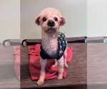 Small #8 Poodle (Miniature)