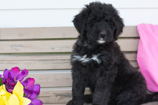 Bernedoodle Puppy for sale in LEETONIA, OH, USA
