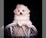 Puppy Teeny Mimi F1 Maltipoo (Toy)