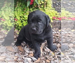 Medium Labrador Retriever