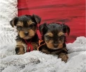 Australian Yorkshire Terrier Puppy for sale in AMLIN, OH, USA