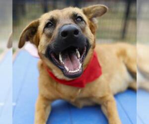 Mutt Dogs for adoption in San Antonio, TX, USA