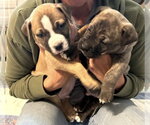 Small #13 Boxer-Staffordshire Bull Terrier Mix