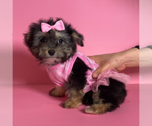 YorkiePoo Puppy for sale in BREA, CA, USA