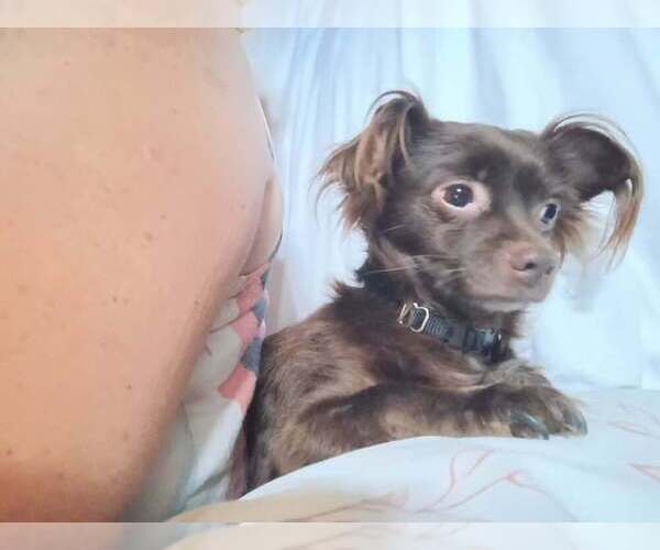 Medium Photo #3 Chihuahua-Unknown Mix Puppy For Sale in Abbeville, LA, USA