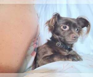 Bear - Male Chihuahua-Unknown Mix Dog for Adoption - Photo #3