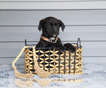 Puppy Tuck Bernedoodle-Labrador Retriever Mix