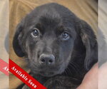 Small Rottweiler Mix