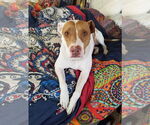 Small #2 American Pit Bull Terrier Mix
