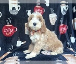 Small #6 Cockapoo